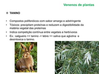 Venenos de plantas 
 TANINO 
• Compostos polifenóicos com sabor amargo e adstringente 
• Tóxicos: precipitam proteínas e reduzem a digestibilidade da 
matéria vegetal das proteínas 
• Indica competição contínua entre vegetais e herbívoros 
• Ex.: salgueiro ++ tanino -> lebre ++ saliva que aglutina e 
desintoxica o tanino. 
 