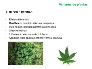 Venenos de plantas 
 ÓLEOS E RESINAS 
• Efeitos diferentes 
• Canábis -> princípio ativo na marijuana 
• atua no sist. nervoso central: alucinações 
• Óleos e resinas: 
• Irritantes à pele, ao nariz e à boca 
• Agem no trato gastrointestinal: vômito, diarreia, 
 