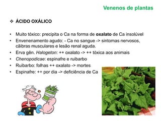 Venenos de plantas 
 ÁCIDO OXÁLICO 
• Muito tóxico: precipita o Ca na forma de oxalato de Ca insolúvel 
• Envenenamento agudo: - Ca no sangue -> sintomas nervosos, 
cãibras musculares e lesão renal aguda. 
• Erva gên. Halogeton: ++ oxalato -> ++ tóxica aos animais 
• Chenopodicae: espinafre e ruibarbo 
• Ruibarbo: folhas ++ oxalato -> mortes 
• Espinafre: ++ por dia -> deficiência de Ca 
 