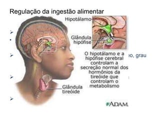 Regulação da ingestão alimentar 
 Mecanismos regulatórios: 
• Mamíferos – hipotálamo 
 Influencias periféricas: nível de açúcar sanguíneo, grau 
de enchimento do estômago. 
 Lesões hipotamalicas: reduzem ao aumentam a 
ingestão alimentar. 
 Peixe dourado – diluição calórica de sua dieta. 
 