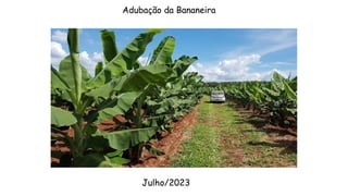 Adubação da Bananeira
Julho/2023
 