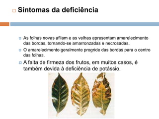  Sintomas da deficiência
 As folhas novas afilam e as velhas apresentam amarelecimento
das bordas, tornando-se amarronzadas e necrosadas.
 O amarelecimento geralmente progride das bordas para o centro
das folhas.
 A falta de firmeza dos frutos, em muitos casos, é
também devida à deficiência de potássio.
 