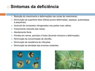  Sintomas da deficiência
 Redução do crescimento e deformações nas zonas de crescimento.
 Diminuição da superfície foliar (folhas jovens deformadas, espeças, quebradiças
e pequenas).
 Acúmulo de compostos nitrogenados nas partes mais velhas.
 Crescimento reduzido das raízes.
 Abortamento floral.
 Fendas em ramos, pecíolos e frutos (levando inclusive a deformação).
 Diminuição da concentração de clorofila.
 Diminuição da resistência às infecções.
 Diminuição da atividade das enzimas oxidantes.
 
