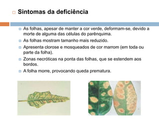  Sintomas da deficiência
 As folhas, apesar de manter a cor verde, deformam-se, devido a
morte de alguma das células do parênquima.
 As folhas mostram tamanho mais reduzido.
 Apresenta clorose e mosqueados de cor marrom (em toda ou
parte da folha).
 Zonas necróticas na ponta das folhas, que se estendem aos
bordos.
 A folha morre, provocando queda prematura.
 
