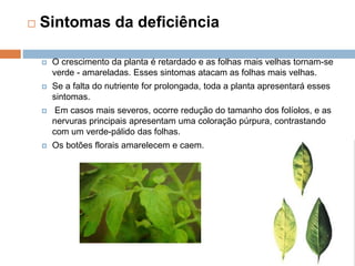  Sintomas da deficiência
 O crescimento da planta é retardado e as folhas mais velhas tornam-se
verde - amareladas. Esses sintomas atacam as folhas mais velhas.
 Se a falta do nutriente for prolongada, toda a planta apresentará esses
sintomas.
 Em casos mais severos, ocorre redução do tamanho dos folíolos, e as
nervuras principais apresentam uma coloração púrpura, contrastando
com um verde-pálido das folhas.
 Os botões florais amarelecem e caem.
 