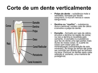 Corte de um dente verticalmente Polpa do dente  – substância mole e vermelha, formada por tecido conjuntivo; é rica em nervos e vasos sanguíneos;  Dentina ou “marfim”  – substancia dura e sensível; contém sais de cálcio e envolve a polpa do dente;  Esmalte  – formado por sais de cálcio, envolve a dentina na região da coroa; na raiz a dentina é revestida pelo cemento. O esmalte é a substância que faz do dente uma das partes mais duras do nosso corpo. É a parte do corpo com maior grau de mineralização (concentração de sais minerais). Ao longo do tempo ele pode ser corroído por ácidos que se formam na boca. Escovar os dentes após cada refeição é, portanto, uma maneira de protegê-los.  