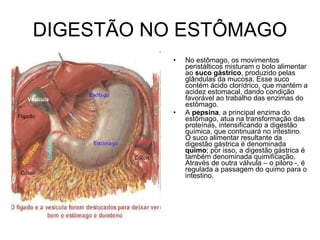 DIGESTÃO NO ESTÔMAGO No estômago, os movimentos peristálticos misturam o bolo alimentar ao  suco gástrico , produzido pelas glândulas da mucosa. Esse suco contém ácido clorídrico, que mantém a acidez estomacal, dando condição favorável ao trabalho das enzimas do estômago.  A  pepsina , a principal enzima do estômago, atua na transformação das proteínas, intensificando a digestão química, que continuará no intestino.  O suco alimentar resultante da digestão gástrica é denominada  quimo ; por isso, a digestão gástrica é também denominada quimificação.  Através de outra válvula – o piloro -, é regulada a passagem do quimo para o intestino.  