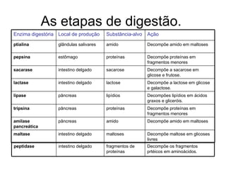 As etapas de digestão.  Enzima digestória  Local de produção  Substância-alvo  Ação  ptialina   glândulas salivares  amido  Decompõe amido em maltoses  pepsina   estômago  proteínas  Decompõe proteínas em fragmentos menores  sacarase   intestino delgado  sacarose  Decompõe a sacarose em glicose e frutose.  lactase   intestino delgado  lactose  Decompõe a lactose em glicose e galactose. lipase   pâncreas  lipídios  Decompões lipídios em ácidos graxos e gliceróis.  tripsina   pâncreas  proteínas  Decompõe proteínas em fragmentos menores  amilase pancreática   pâncreas  amido  Decompõe amido em maltoses  maltase   intestino delgado  maltoses  Decompõe maltose em glicoses livres  peptidase   intestino delgado  fragmentos de proteínas  Decompõe os fragmentos prtéicos em aminoácidos.  