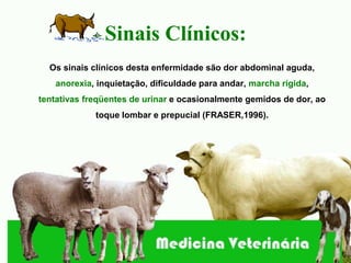 Sinais Clínicos:
  Os sinais clínicos desta enfermidade são dor abdominal aguda,
   anorexia, inquietação, dificuldade para andar, marcha rígida,
tentativas freqüentes de urinar e ocasionalmente gemidos de dor, ao
             toque lombar e prepucial (FRASER,1996).
 