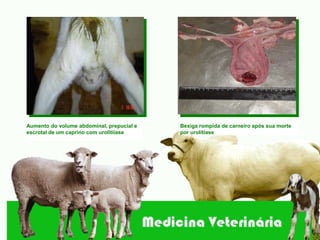 Aumento do volume abdominal, prepucial e   Bexiga rompida de carneiro após sua morte
escrotal de um caprino com urolitiíase     por urolitíase
 