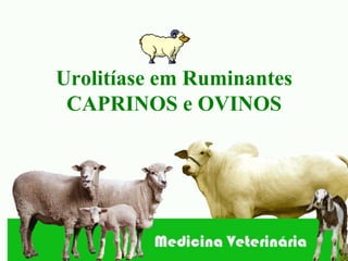 Urolitíase em Ruminantes
 CAPRINOS e OVINOS
 
