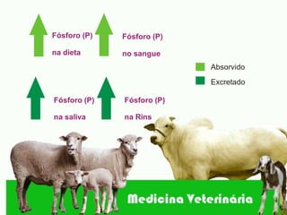 Fósforo (P)   Fósforo (P)

na dieta      no sangue
                            Absorvido
                            Excretado

Fósforo (P)   Fósforo (P)

na saliva     na Rins
 
