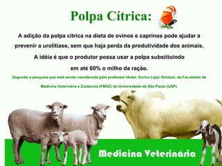 Polpa Cítrica:
   A adição da polpa cítrica na dieta de ovinos e caprinos pode ajudar a
 prevenir a urolitíase, sem que haja perda da produtividade dos animais.

           A idéia é que o produtor possa usar a polpa substituindo

                                em até 60% o milho da ração.
Segundo a pesquisa que está sendo coordenada pelo professor titular, Enrico Lippi Ortolani, da Faculdade de

               Medicina Veterinária e Zootecnia (FMVZ) da Universidade de São Paulo (USP).
 