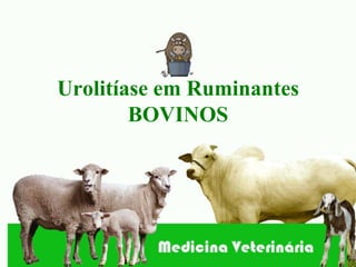 Urolitíase em Ruminantes
        BOVINOS
 