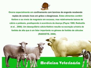 Ocorre especialmente em confinamento com bovinos de engorda recebendo
   rações de cereais ricos em grãos e oleaginosas. Estes alimentos contêm
  fósforo e os níveis de magnésio em excesso, mas relativamente baixos de
cálcio e potássio, predispondo à ocorrência da doença (Payne 1989, Radostits
 et al. , 2000). Um desequilíbrio cálcio-fósforo resulta na excreção urinária de
  fosfato de alta que é um fator importante na gênese de fosfato de cálculos
                              (RADOSTIS, 2000).
 