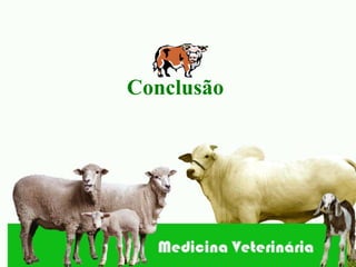 Conclusão
 