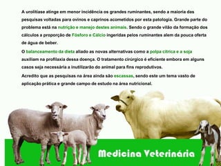 A urolitíase atinge em menor incidência os grandes ruminantes, sendo a maioria das
pesquisas voltadas para ovinos e caprinos acometidos por esta patologia. Grande parte do
problema está na nutrição e manejo destes animais. Sendo o grande vilão da formação dos
cálculos a proporção de Fósforo e Cálcio ingeridas pelos ruminantes alem da pouca oferta
de água de beber.

O balanceamento da dieta aliado as novas alternativas como a polpa cítrica e a soja
auxiliam na profilaxia dessa doença. O tratamento cirúrgico é eficiente embora em alguns
casos seja necessária a inutilizarão do animal para fins reprodutivos.

Acredito que as pesquisas na área ainda são escassas, sendo este um tema vasto de
aplicação prática e grande campo de estudo na área nutricional.
 