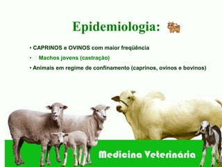 Epidemiologia:
• CAPRINOS e OVINOS com maior freqüência
•   Machos jovens (castração)
• Animais em regime de confinamento (caprinos, ovinos e bovinos)
 