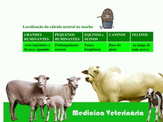 Localização do cálculo uretral no macho
GRANDES             PEQUENOS        EQUINOS e    CANINOS   FELINOS
RUMINANTES          RUMINANTES      SUINOS
Arco isquiático e   Prolongamento   Pouca        Base do   Ao longo de
flexura sigmóide    uretral         freqüência   pênis     toda uretra
 