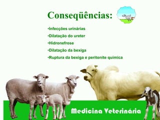 Conseqüências:
•Infecções urinárias
•Dilatação do ureter
•Hidronefrose
•Dilatação da bexiga
•Ruptura da bexiga e peritonite química
 