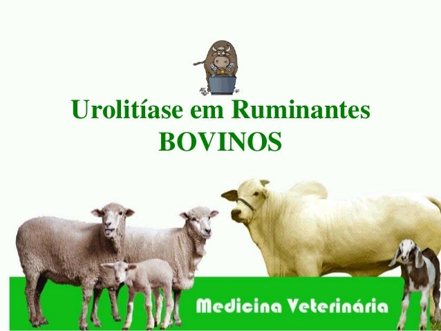 Urolitiase Em Pequenos Ruminantes