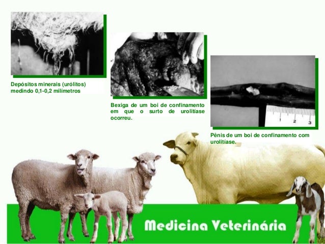 Urolitiase Em Pequenos Ruminantes