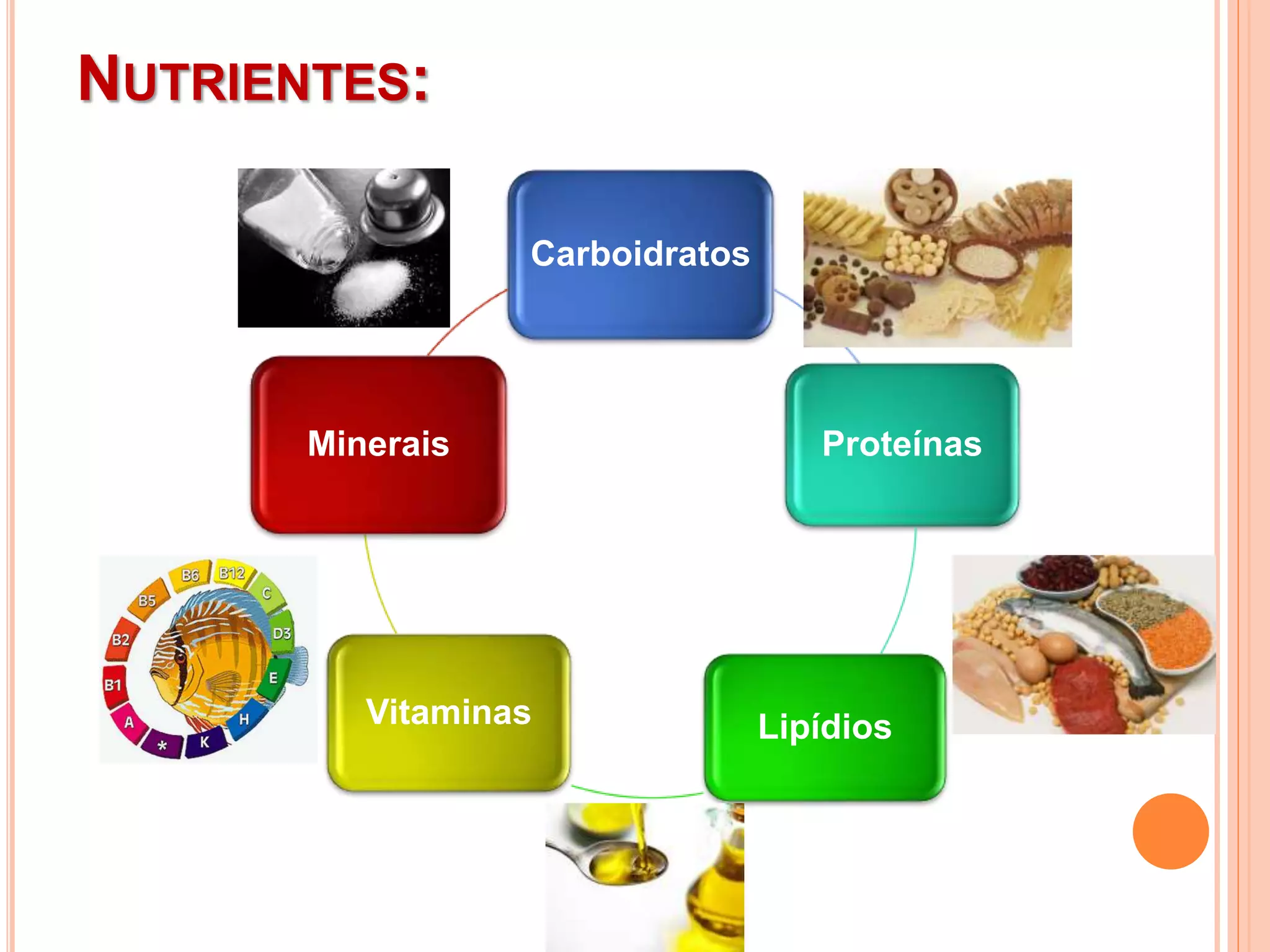 Carboidratos
Proteínas
LipídiosVitaminas
Minerais
NUTRIENTES: