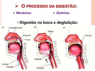  O PROCESSO DA DIGESTÃO:
 Mecânica:  Química:
 
