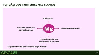 10
FUNÇÃO DOS NUTRIENTES NAS PLANTAS
 