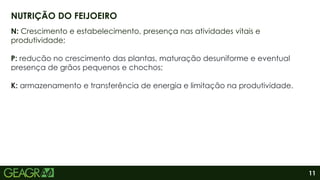 11
N: Crescimento e estabelecimento, presença nas atividades vitais e
produtividade;
P: redução no crescimento das plantas, maturação desuniforme e eventual
presença de grãos pequenos e chochos;
K: armazenamento e transferência de energia e limitação na produtividade.
NUTRIÇÃO DO FEIJOEIRO
 