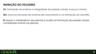 12
Zn: Formação de enzimas e integridade da parede celular, é pouco móvel;
Mn: atua na ativação de enzimas de crescimento e na formação de clorofila;
B: regula o metabolismo das plantas e auxilia na formação da parede celular,
considerado imóvel nas plantas.
NUTRIÇÃO DO FEIJOEIRO
 