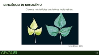 15
Clorose nos folíolos das folhas mais velhas.
DEFICIÊNCIA DE NITROGÊNIO
Fonte: Stoller, 2022.
 
