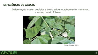 18
Deformação caule, pecíolos e broto exibe murchamento, manchas,
clorose, queda folíolos.
DEFICIÊNCIA DE CÁLCIO
Fonte: Stoller, 2022.
 