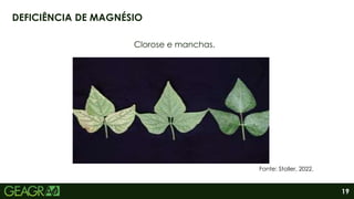 19
Clorose e manchas.
DEFICIÊNCIA DE MAGNÉSIO
Fonte: Stoller, 2022.
 