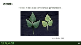 20
Folíolos mais novos com clorose generalizada.
ENXOFRE
Fonte: Stoller, 2022.
 