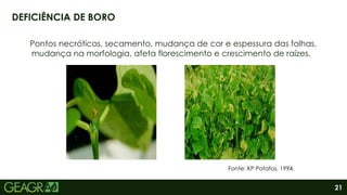21
Pontos necróticos, secamento, mudança de cor e espessura das folhas,
mudança na morfologia, afeta florescimento e crescimento de raízes.
DEFICIÊNCIA DE BORO
Fonte: KP Potafos, 1994.
 