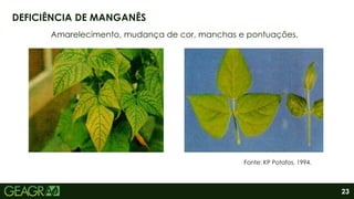 23
Amarelecimento, mudança de cor, manchas e pontuações.
DEFICIÊNCIA DE MANGANÊS
Fonte: KP Potafos, 1994.
 
