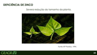 24
Severa redução do tamanho da planta.
DEFICIÊNCIA DE ZINCO
Fonte: KP Potafos, 1994.
 