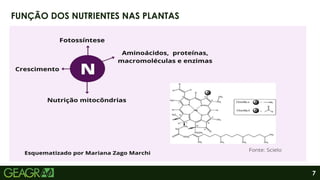 7
FUNÇÃO DOS NUTRIENTES NAS PLANTAS
 