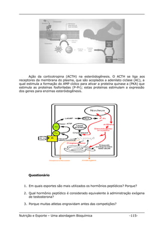Ação da corticotropina (ACTH) na esteróidogênesis. O ACTH se liga aos 
receptores da membrana do plasma, que são acoplados a adenilato ciclase (AC), a 
qual estimula a formação do AMP cíclico para ativar a proteína quinase a (PKA) que 
estimula as proteínas fosforiladas (P-Pr); estas proteínas estimulam a expressão 
dos genes para enzimas esteróidogênesis. 
Questionário 
1. Em quais esportes são mais utilizados os hormônios peptídicos? Porque? 
2. Qual hormônio peptídico é considerado equivalente à administração exógena 
de testosterona? 
3. Porque muitas atletas engravidam antes das competições? 
Nutrição e Esporte – Uma abordagem Bioquímica -115- 
 