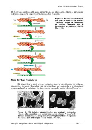 CONTRAÇÃO MUSCULAR E FIBRAS 
6) A ativação continua até que a concentração de cálcio caia e libere os complexos 
inibitórios troponina-tropomiosina, relaxando o músculo. 
Tipos de Fibras Musculares 
Figura 8: O ciclo de mudanças 
nas quais a molécula de miosina 
“caminha” sobre os filamentos 
de actina (Baseado em I. 
Rayment et al., Science 261:50- 
58, 1993). 
Há diferentes e controversos critérios para a classificação do músculo 
esquelético humano. Baseados nas características de contração e metabolismo 
podemos classificar dois tipos de fibras, as de contração rápida e lenta (figura 9). 
Figura 9: (A) Células especializadas em produzir contrações 
rápidas são marcadas com anticorpos contra miosina “rápida”. (B) 
Células especializadas em produzir contrações lentas e longas são 
marcadas com anticorpos contra miosina “lenta”. 
Nutrição e Esporte – Uma abordagem Bioquímica -8- 
 