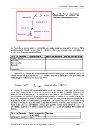 CONTRAÇÃO MUSCULAR E FIBRAS 
Figura 12: Figura esquemática 
representando a “cadeia de 
comando” da contração muscular. 
1. Preencha a tabela abaixo, indicando para cada esporte, qual seria o tipo de fibra 
predominante (tipo I - lenta, tipo II - rápida), a fonte de energia mais utilizada e se 
o exercício é aeróbio ou anaeróbio 
Tipo de Esporte Tipo de fibra Fonte de energia Aeróbio/anaeróbio 
Corrida 100m 
Maratona 
Caminhada 
Natação 
Sedentário 
2. Além do ATP, a creatina fosfato também fornece energia e sua reserva é de 3 a 5 
vezes maior do que as de ATP. A creatina fosfato é produzida nos períodos de 
repouso, por fosforilação à custa de ATP: 
Creatina + ATP Creatina Fosfato + ADP + H+ 
A reação é reversível catalisada pela creatina quinase. Durante a atividade 
muscular, processa-se no sentido da regeneração de ATP, o doador imediato de 
energia para a contração. A quantidade de ATP e de Creatina Fosfato (CP) 
armazenada no músculo é de aproximadamente 5 mmol e 15 mmol por kg de 
músculo, respectivamente. A hidrólise de 1 mol de ATP libera aproximadamente 7 
kcal/mol e a de Creatina fosfato, 10kcal/mol. Seja uma pessoa de 70kg com 30kg 
de massa muscular que mobiliza 20kg dos músculos durante uma atividade física. 
Para cada uma das atividades, calcule por quanto tempo seria possível realizar a 
atividade, levando em consideração os dados de gasto energético fornecidos na 
tabela. 
Tipo de Esporte Gasto energético 
(kcal/min) 
Tempo 
Ciclismo (rápido) 12,0 
Nutrição e Esporte – Uma abordagem Bioquímica -14- 
 
