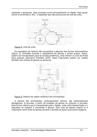 PROTEÍNAS 
cetoácido e glutamato. Esse processo ocorre principalmente no fígado. Esse grupo 
amino é convertido e, NH4 
+ e aspartato que são precursores do ciclo da uréia. 
Figura 2: Ciclo da uréia 
Os esqueletos de carbono são convertidos a algumas das formas intermediárias 
(figura 3), formadas durante o catabolismo de glicose e ácidos graxos. Assim, 
podem ser transportados para os tecidos periféricos, onde entram no ciclo de Krebs 
para produzir adenosina trifosfato (ATP). Esses fragmentos podem ser usados 
também nas síntese de glicose ou gorduras. 
Figura 3: Destino da cadeia carbônica dos aminoácidos 
A maioria dos aminoácidos, particularmente alanina, são potencialmente 
glicogênicos. O piruvato, a partir da oxidação da glicose no músculo, é aminado 
para formar alanina que é transportada para o fígado, onde sofre desaminação e o 
esqueleto de carbono é convertido à glicose. Esse ciclo da alanina (figura 4) é 
importante como fonte de glicose durante o período de baixo suprimento exógeno. 
Nutrição e Esporte – Uma abordagem Bioquímica -51- 
 