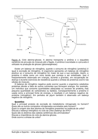 PROTEÍNAS 
Figura 4: Ciclo alanina-glicose. A alanina transporta a amônia e o esqueleto 
carbônico do piruvato do músculo até o fígado. A amônia é excretada e o piruvato é 
utilizado na produção de glicose (gliconeogênese) 
Existe um balanço de nitrogênio, quando o consumo de nitrogênio (proteína) é 
igual à excreção de nitrogênio. O organismo apresenta um balanço de nitrogênio 
positivo se o consumo de nitrogênio for maior do que a sua excreção. Assim, a 
proteína é retida como um novo tecido que começa a ser sintetizado. Isso é 
freqüentemente observado em crianças, durante a gravidez, em recuperação de 
doença e durante exercícios de resistência quando a síntese de proteínas ocorre nas 
células do músculo. 
O balanço de nitrogênio negativo pode ocorrer quando o organismo cataboliza 
proteínas devido a falta de outros nutrientes que forneçam energia. Por exemplo, 
um indivíduo que consome quantidades adequadas ou excesso de proteína, mas 
pequena quantidade de carboidratos ou lipídeos. Conseqüentemente a proteína é 
usada como a principal fonte de energia, o resultado é um balanço negativo de 
proteína (nitrogênio). Em períodos de jejum também é observado um balanço 
negativo de nitrogênio. 
Questões 
Qual o principal produto de excreção do metabolismo nitrogenado no homem? 
Quais são os outros compostos nitrogenados excretados pelo homem? 
Qual é a origem dos dois átomos de nitrogênio presentes na molécula de uréia? 
Discuta o balanço energético no ciclo da uréia (balanço de ATP)? 
Quais são os destinos das cadeias carbônicas dos aminoácidos? 
Discuta a importância do ciclo da alanina-glicose. 
Onde ocorre a síntese da uréia? 
Nutrição e Esporte – Uma abordagem Bioquímica -52- 
 