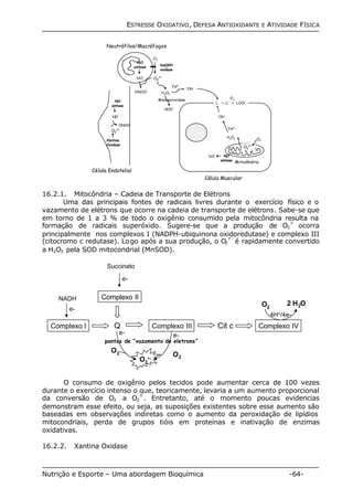 ESTRESSE OXIDATIVO, DEFESA ANTIOXIDANTE E ATIVIDADE FÍSICA 
Neutrófilos/Macrófagos 
?OH 
O NO 2 
sintase 
NO 
O2 
ONOO-Fe2+ 
?? 
Xantina 
Oxidase 
Célula Endotelial 
L L? 
LOO? 
Fe2+ 
H2O2 
Mitocôndria 
?OH 
NO 
sintase 
NO 
Célula Muscular 
O2 
?? 
O2 
NADPH 
oxidase 
NO 
sintase 
NO 
O2 
O2 
?? 
H2O2 ONOO- 
Mieloperoxidase 
HOCl 
16.2.1. Mitocôndria – Cadeia de Transporte de Elétrons 
Uma das principais fontes de radicais livres durante o exercício físico e o 
vazamento de elétrons que ocorre na cadeia de transporte de elétrons. Sabe-se que 
em torno de 1 a 3 % de todo o oxigênio consumido pela mitocôndria resulta na 
formação de radicais superóxido. Sugere-se que a produção de O2 
?- ocorra 
principalmente nos complexos I (NADPH-ubiquinona oxidoredutase) e complexo III 
(citocromo c redutase). Logo após a sua produção, o O2 
? - é rapidamente convertido 
a H2O2 pela SOD mitocondrial (MnSOD). 
Succinato 
e- 
Complexo II 
O2 2 H2O 
4H+/4e- 
Q Complexo III Cit c Complexo IV 
e- e-e- 
pontos de ”vazamento de eletrons” 
NADH 
Complexo I 
O2 
O2 
•- 
O2 
O consumo de oxigênio pelos tecidos pode aumentar cerca de 100 vezes 
durante o exercício intenso o que, teoricamente, levaria a um aumento proporcional 
da conversão de O2 
?-. Entretanto, até o momento poucas evidencias 
a O2 
demonstram esse efeito, ou seja, as suposições existentes sobre esse aumento são 
baseadas em observações indiretas como o aumento da peroxidação de lipídios 
mitocondriais, perda de grupos tióis em proteínas e inativação de enzimas 
oxidativas. 
16.2.2. Xantina Oxidase 
Nutrição e Esporte – Uma abordagem Bioquímica -64- 
 