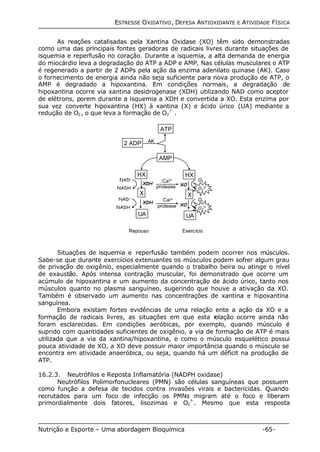 ESTRESSE OXIDATIVO, DEFESA ANTIOXIDANTE E ATIVIDADE FÍSICA 
As reações catalisadas pela Xantina Oxidase (XO) têm sido demonstradas 
como uma das principais fontes geradoras de radicais livres durante situações de 
isquemia e reperfusão no coração. Durante a isquemia, a alta demanda de energia 
do miocárdio leva a degradação do ATP a ADP e AMP. Nas células musculares o ATP 
é regenerado a partir de 2 ADPs pela ação da enzima adenilato quinase (AK). Caso 
o fornecimento de energia ainda não seja suficiente para nova produção de ATP, o 
AMP é degradado a hipoxantina. Em condições normais, a degradação de 
hipoxantina ocorre via xantina desidrogenase (XDH) utilizando NAD como aceptor 
de elétrons, porem durante a isquemia a XDH e convertida a XO. Esta enzima por 
sua vez converte hipoxantina (HX) à xantina (X) e ácido úrico (UA) mediante a 
redução de O2, o que leva a formação de O2 
? -. 
ATP 
AMP 
2 ADP 
HX 
X 
XO 
XO 
UA 
HX 
AK 
XDH 
X 
XDH 
UA 
O2 
O2 
?? 
O2 
O2 
?? 
NAD+ 
NADH 
NAD+ 
NADH 
Ca2+ 
protease 
Ca2+ 
protease 
Repouso Exercício 
Situações de isquemia e reperfusão também podem ocorrer nos músculos. 
Sabe-se que durante exercícios extenuantes os músculos podem sofrer algum grau 
de privação de oxigênio, especialmente quando o trabalho beira ou atinge o nível 
de exaustão. Após intensa contração muscular, foi demonstrado que ocorre um 
acúmulo de hipoxantina e um aumento da concentração de ácido úrico, tanto nos 
músculos quanto no plasma sanguíneo, sugerindo que houve a ativação da XO. 
Também é observado um aumento nas concentrações de xantina e hipoxantina 
sanguínea. 
Embora existam fortes evidências de uma relação ente a ação da XO e a 
formação de radicais livres, as situações em que esta relação ocorre ainda não 
foram esclarecidas. Em condições aeróbicas, por exemplo, quando músculo é 
suprido com quantidades suficientes de oxigênio, a via de formação de ATP é mais 
utilizada que a via da xantina/hipoxantina, e como o músculo esquelético possui 
pouca atividade de XO, a XO deve possuir maior importância quando o músculo se 
encontra em atividade anaeróbica, ou seja, quando há um déficit na produção de 
ATP. 
16.2.3. Neutrófilos e Reposta Inflamatória (NADPH oxidase) 
Neutrófilos Polimorfonucleares (PMN) são células sanguíneas que possuem 
como função a defesa de tecidos contra invasões virais e bactericidas. Quando 
recrutados para um foco de infecção os PMNs migram até o foco e liberam 
primordialmente dois fatores, lisozimas e O2 
?-. Mesmo que esta resposta 
Nutrição e Esporte – Uma abordagem Bioquímica -65- 
 
