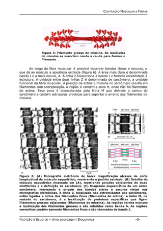 CONTRAÇÃO MUSCULAR E FIBRAS 
Figura 5: Filamento grosso de miosina. As moléculas 
de miosina se associam cauda a cauda para formar o 
filamento 
Ao longo da fibra muscular é possível observar bandas claras e escuras, o 
que dá ao músculo a aparência estriada (figura 6). A área mais clara é denominada 
banda I e a mais escura, A. A linha Z bissecciona a banda I e fornece estabilidade à 
estrutura. A unidade entre duas linhas Z é denominada de sarcômero, a unidade 
funcional da fibra muscular. A posição da actina e miosina no sarcômero resulta em 
filamentos com sobreposição. A região A contém a zona H, onde não há filamentos 
de actina. Essa zona é bisseccionada pela linha M que delineia o centro do 
sarcômero e contém estruturas protéicas para suportar o arranjo dos filamentos de 
miosina. 
Figura 6: (A) Micrografia eletrônica de baixa magnificação através de corte 
longitudinal de músculo esquelético, mostrando o padrão estriado. (B) Detalhe do 
músculo esquelético mostrado em (A), mostrando porções adjacentes de duas 
miofibrilas e a definição de sarcômero. (C) Diagrama esquemático de um único 
sarcômero, mostrando a origem das bandas claras e escuras vistas nas 
micrografias eletrônicas. A linha Z, localizada nas extremidades dos sarcômeros, 
estão ligadas a sítios dos filamentos finos (filamentos de actina), a linha M, na 
metade do sarcômero, é a localização de proteínas específicas que ligam 
filamentos grossos adjacentes (filamentos de miosina). As regiões verdes marcam 
a localização dos filamentos grossos e são referidas como banda A. As regiões 
vermelhas contêm somente filamentos finos e são chamadas de banda I. 
Nutrição e Esporte – Uma abordagem Bioquímica -5- 
 