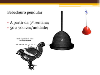 Bebedouro pendular
• A partir da 3º semana;
• 50 a 70 aves/unidade;
 