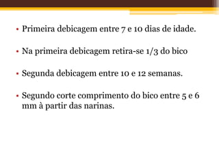 • Primeira debicagem entre 7 e 10 dias de idade.
• Na primeira debicagem retira-se 1/3 do bico
• Segunda debicagem entre 10 e 12 semanas.
• Segundo corte comprimento do bico entre 5 e 6
mm à partir das narinas.
 