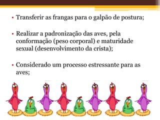 • Transferir as frangas para o galpão de postura;
• Realizar a padronização das aves, pela
conformação (peso corporal) e maturidade
sexual (desenvolvimento da crista);
• Considerado um processo estressante para as
aves;
 